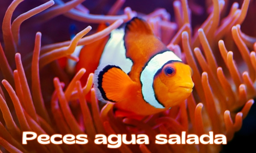 Peces para acuario de agua salada